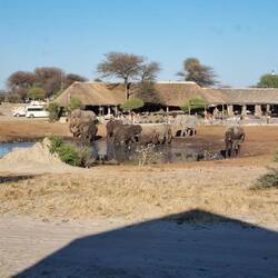 Early morning elephants. Some partied all night.