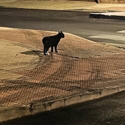 Always a cat 🐈‍⬛