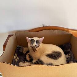 Cat in a box 😸 at our breakfast stop.