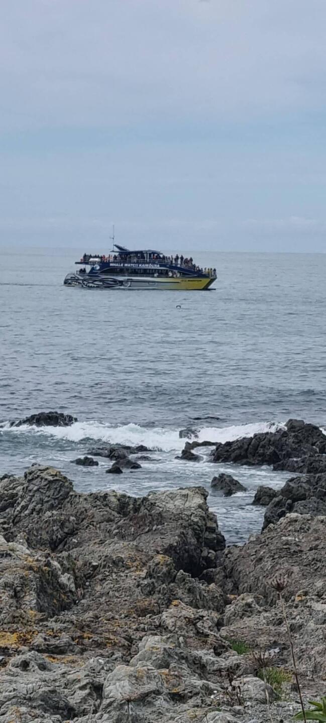 The whale popped up right beside the boat.