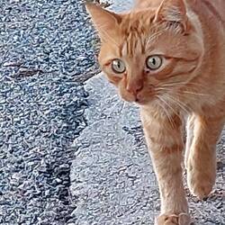 Der Kater hat das unglaublichste, süßtese Gschau!