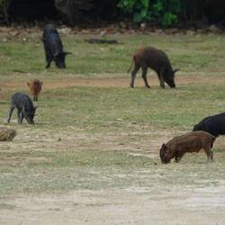 Schweinehaltung a la Tonga