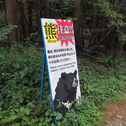 Mal wieder Bären 🤷