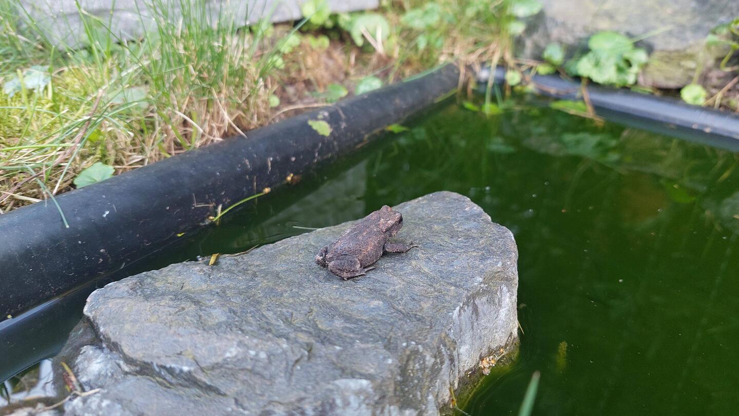 Wir finden einen Frosch in Stove und setzen ihn in unseren Gartenteich