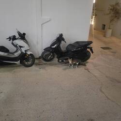 Cats everywhere. This one was trying to move in on another's space. Cat fight.