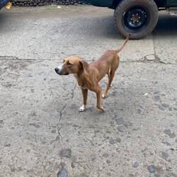 Es gibt auch viele freilebende Hunde, die hier aber leider z. T. noch gegessen werden (lt. Jörg).