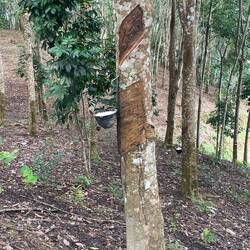 Rubber tree