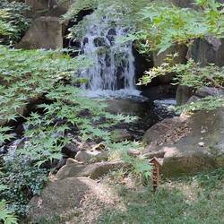 ...im Tokugawaen Garten