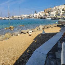 The restaurant threw vegetable scraps out for the geese.