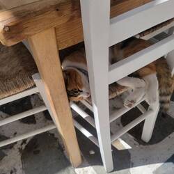 Cats everywhere. The neighbors put out food, water and even beds for them.