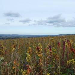 Quite a few wildflower meadows on today's route