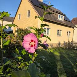 There seem to be a lot of yellow houses in Austria.