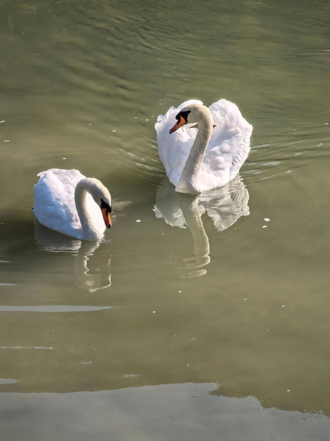Beautiful swans on the Danube.