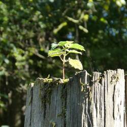 A future mighty oak tree