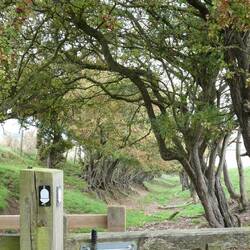 Following the acorn symbol (national trail) across the fields