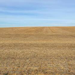 Lots of fields of gold today