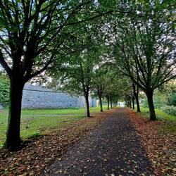 Der Sturm hat viele Blätter und Obst von den Bäumen geholt