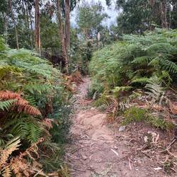 A fairly treacherous trail