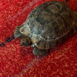 Läuft hier im Haus herum