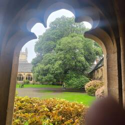 This is the tree Malfoy from Harry Potter fell out of the tree on to of Harry Potter