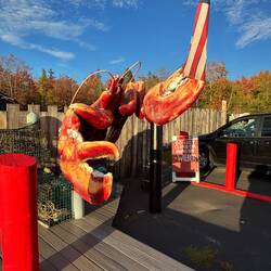 Wilbur the lobster at restaurant