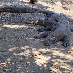 KOMODO Warane dösen am Nachmittag