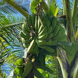 Bananen am Strassenrand