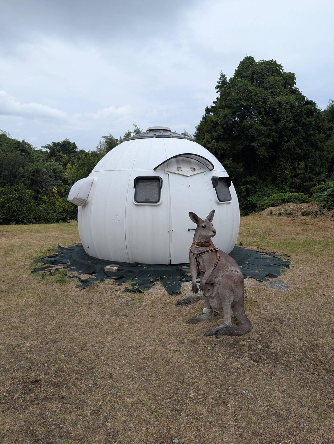 This is the guard, Erotic Kangaroo