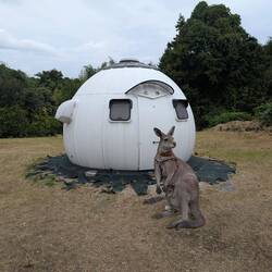 This is the guard, Erotic Kangaroo