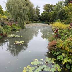 Water Lilies garden. Unfortunately water was not clean so not best photo