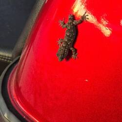 Ein Gecko zu Besuch