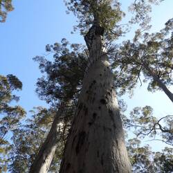 Dave Evans Bicentennial Tree - you can climb this....