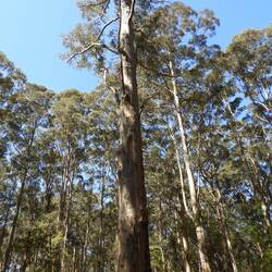 Imagine climbing this