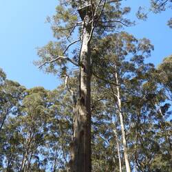 Gloucester tree - lookout tower at top