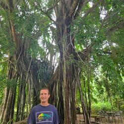 Ficus
