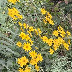 We have been unable to identify these but they grow all over the city