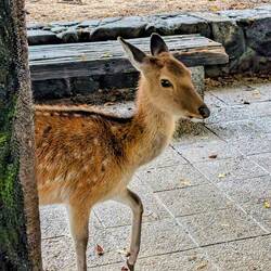 Die laufen hier überall rum, dürfen aber nicht gefüttert werden