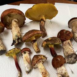 Annett@ überleben wir die? 🫣