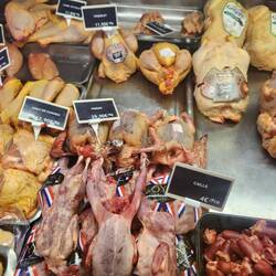 Note the head still on the pigeon!