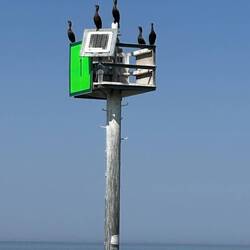 Did you know that the collective noun for a group of shags is a 'hangout'?