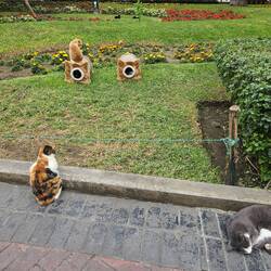 Kennedy Park, der ist voll mit Katzen