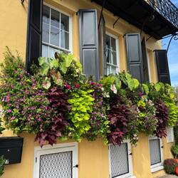 Wonderful Window Boxes