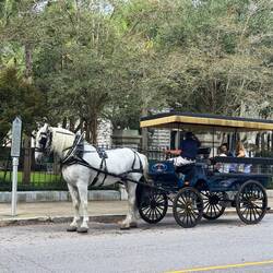 A Great Way to See Charleston