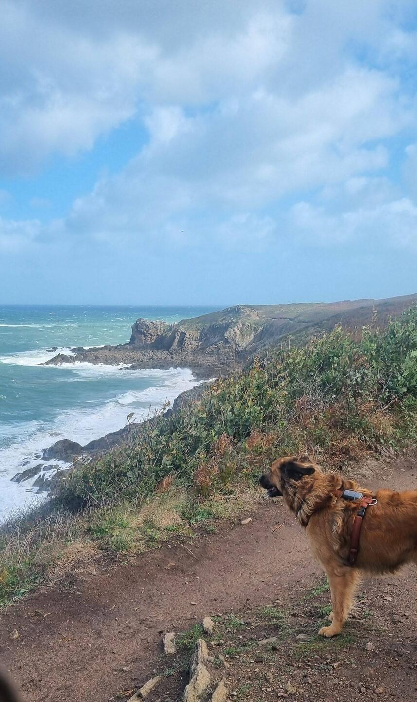 Der Windhund