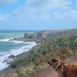 Der Windhund