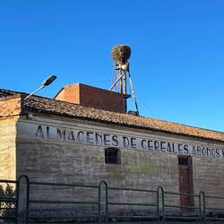 Another humongous nest atop that tower.