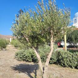 Olive trees still grow on the property