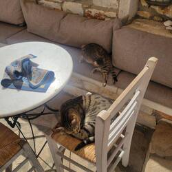 Cats cats cats.