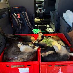 Der Kässpätzlekoch ist auch Jäger. Bevor der die Spätzle ins Wasser schmiss, schoss er zwei Gemsen.