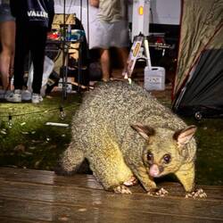 Pretty Beach campground possum scavengers